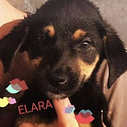 Thumbnail photo of Elara #1