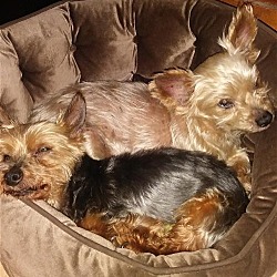Photo of Buddy & Charlie*Adopted