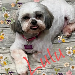 Photo of Lulu 2