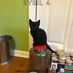 Photo of Sybil 4