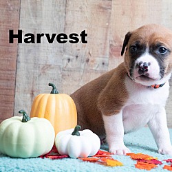 Photo of Harvest