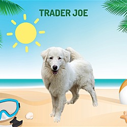 Photo of Trader Joe -