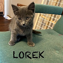 Photo of Lorek