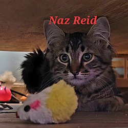 Thumbnail photo of Naz Reid #2