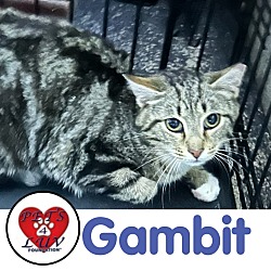 Photo of Gambit