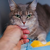 adopt a pet
