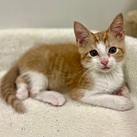 Adopt A Pet :: Morris - Big Canoe, GA