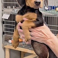 adopt a pet