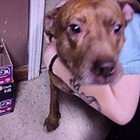 adopt a pet