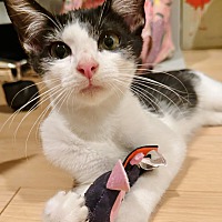 adopt a pet