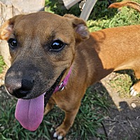 adopt a pet