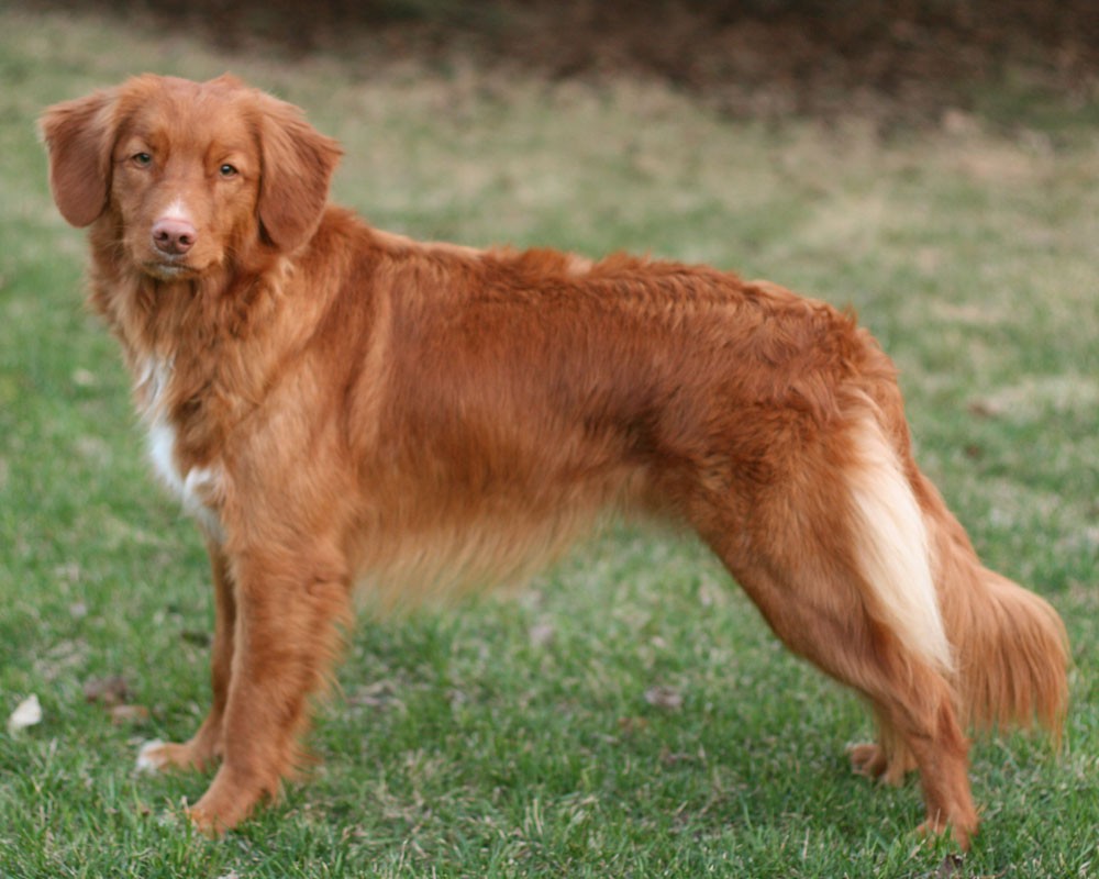 nova scotia duck tolling retriever breeders midwest