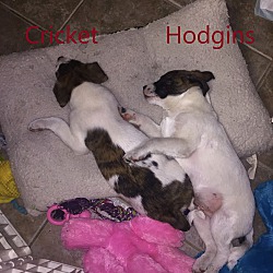 Thumbnail photo of Hodgins #4