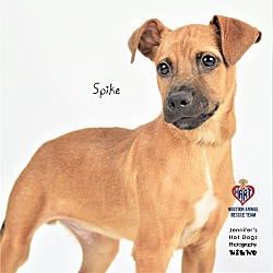 Thumbnail photo of Spike #2