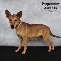 Photo of PEPPERMINT