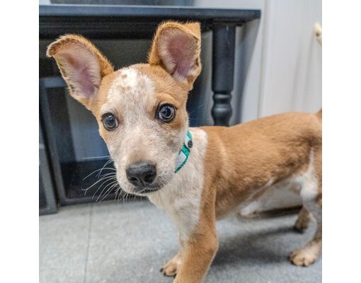 Patterson, NY - Terrier (Unknown Type, Medium)/Australian Cattle Dog ...