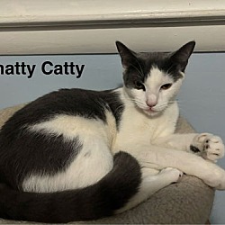 Thumbnail photo of Chatty Catty #1