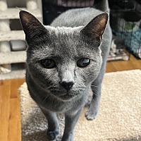 adopt a pet