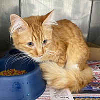 adopt a pet