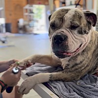 adopt a pet