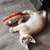 adopt a pet
