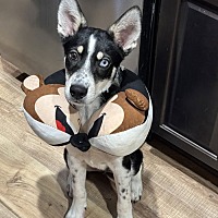 adopt a pet