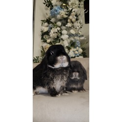 bonded pet photo