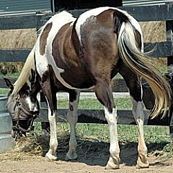 Thumbnail photo of Esprit - companion horse #4