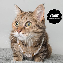 Thumbnail photo of Penny *URGENT #2