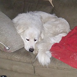 cute blue heeler puppies