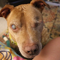 Thumbnail photo of Wilson, best blind beauty! #2