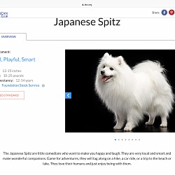 Thumbnail photo of Cloud-Japanese Spitz #4