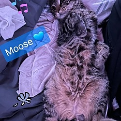 Thumbnail photo of Moose #2