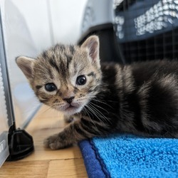 Photo of Red Sonja's Kitten: Sheena