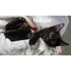 Photo of Nebula