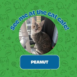 Thumbnail photo of Peanut #1