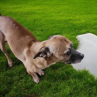 adopt-pet