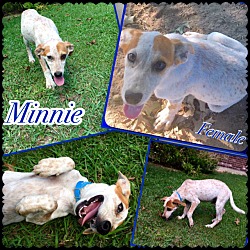 Thumbnail photo of Minnie in CT #1