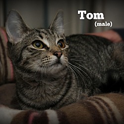 Thumbnail photo of Tom #2