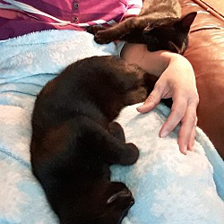 Thumbnail photo of Ziegel-Black Cats are Amazing #3