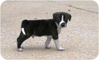 Newburgh, IN - Boxer. Meet Henry a Dog for Adoption. Newburgh, IN - Boxer. Meet Henry a Dog for Adoption.