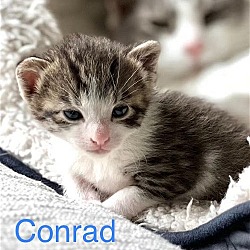 Thumbnail photo of Conrad #4