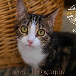 Thumbnail photo of Hope (Purrcy) #2