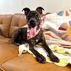 Thumbnail photo of Buddy Boy, The happy Brindle Beryl pup #3