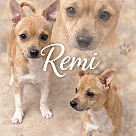 Remi