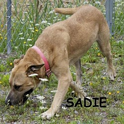 Thumbnail photo of Sadie #2