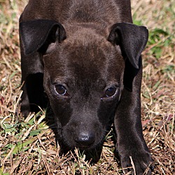 Thumbnail photo of Zola~adopted~ #4