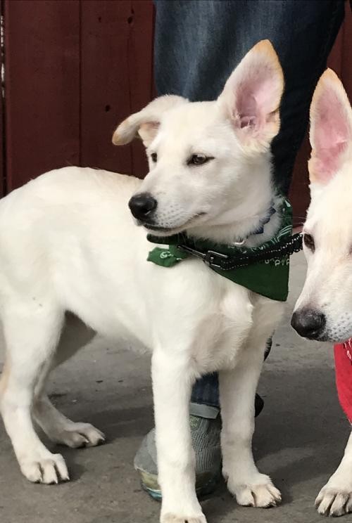 Adopt Annie a White German Shepherd Dog / Labrador