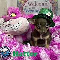 Photo of Hatter