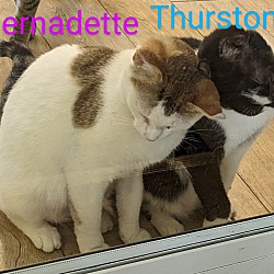 Thumbnail photo of Bernadette and Thurston #2